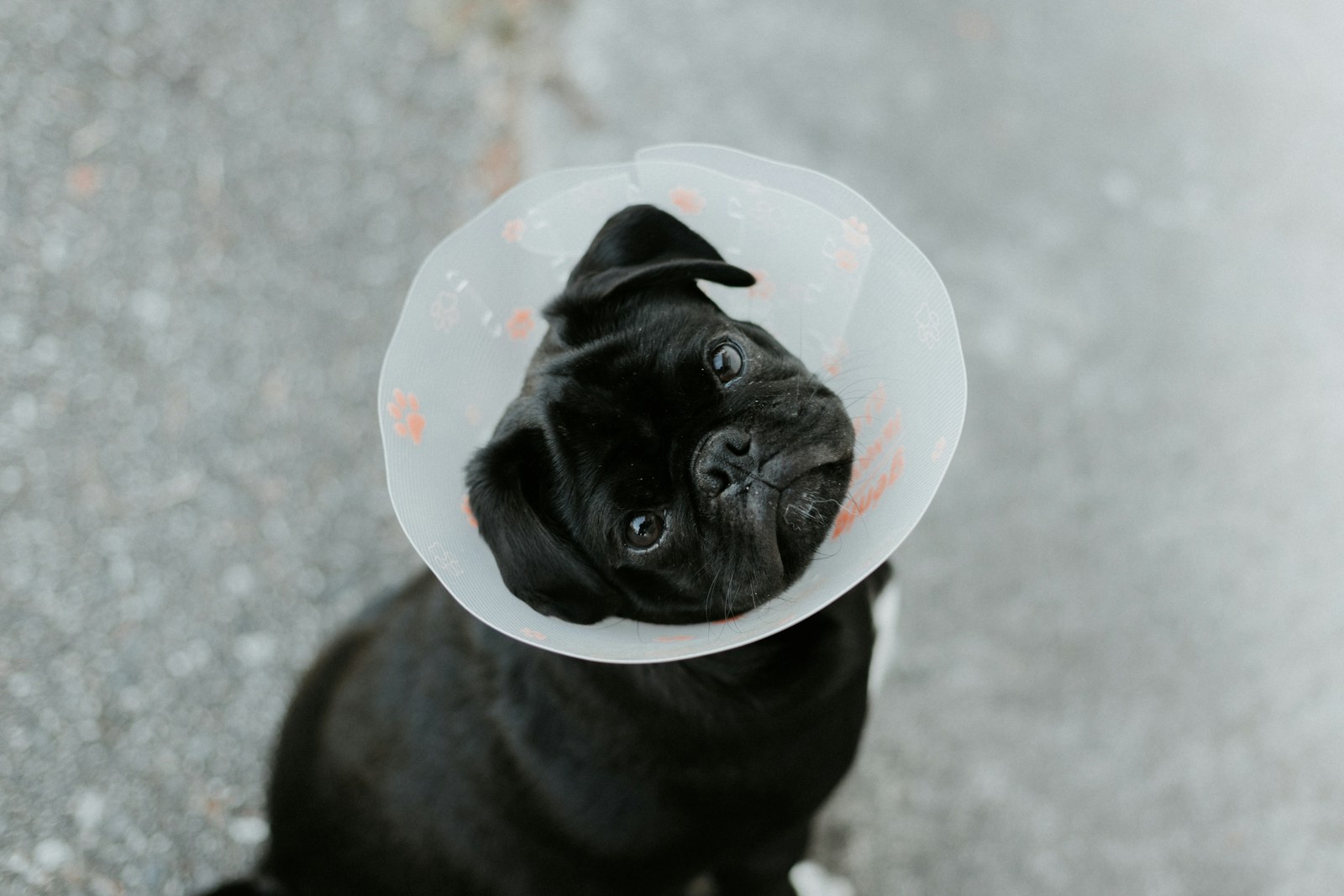 O vínculo especial entre uma pessoa e seu pet