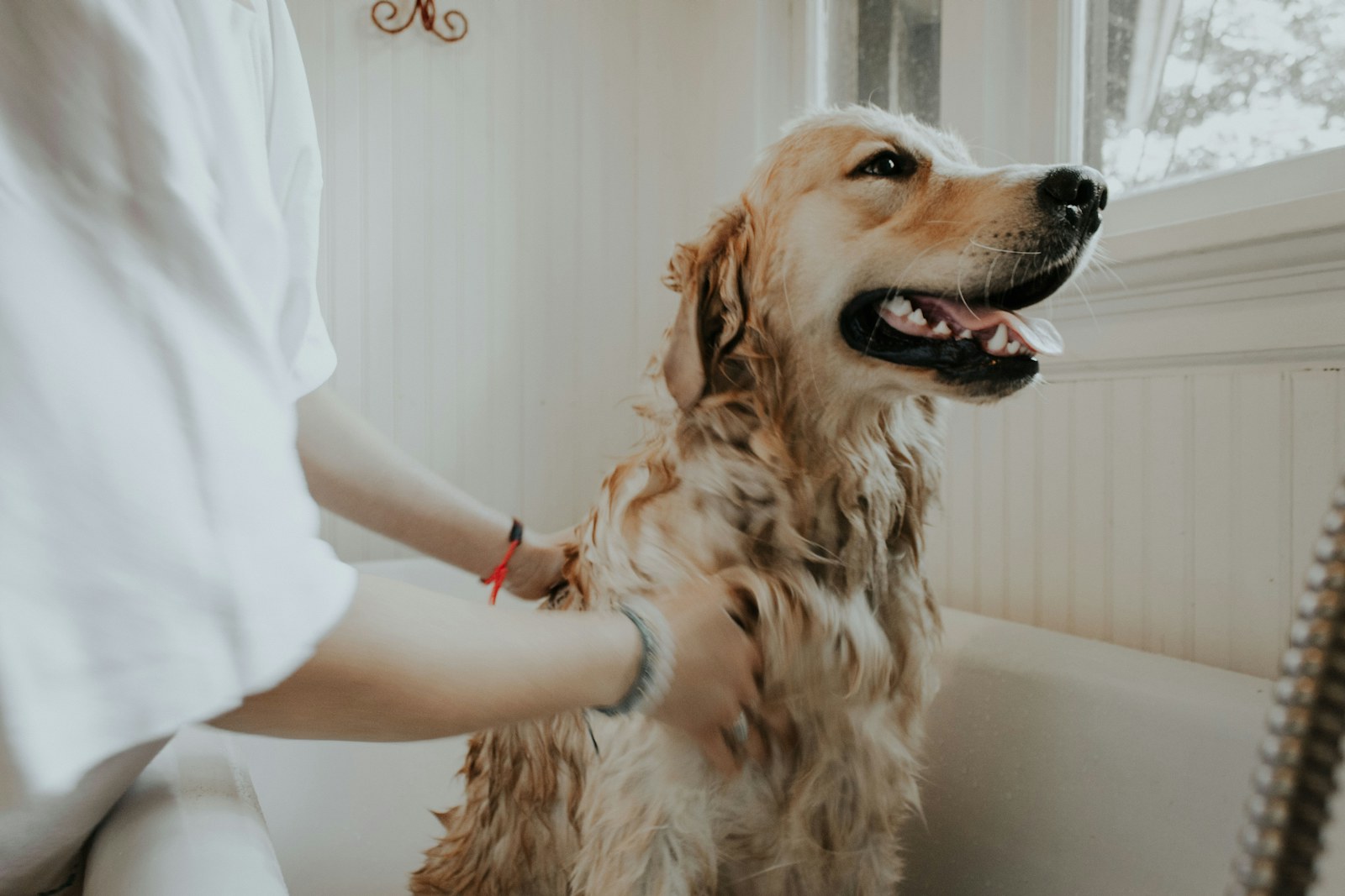 Cuidado premium para pets